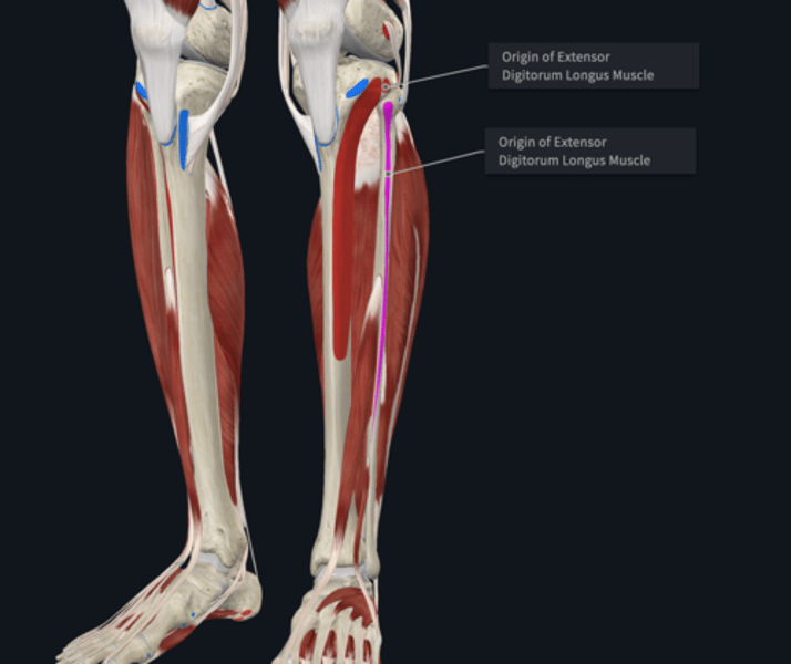 <p>Origin: extensor digitorum longus</p>