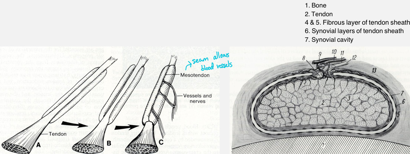 <p>Tube-like structures surrounding a tendon or tendons</p><p>They provide lubrication and reduce friction</p><p>Ex. Proximal tendon of biceps brachii m. Or distal tendons of superficial and deep digital flexor mm.</p>