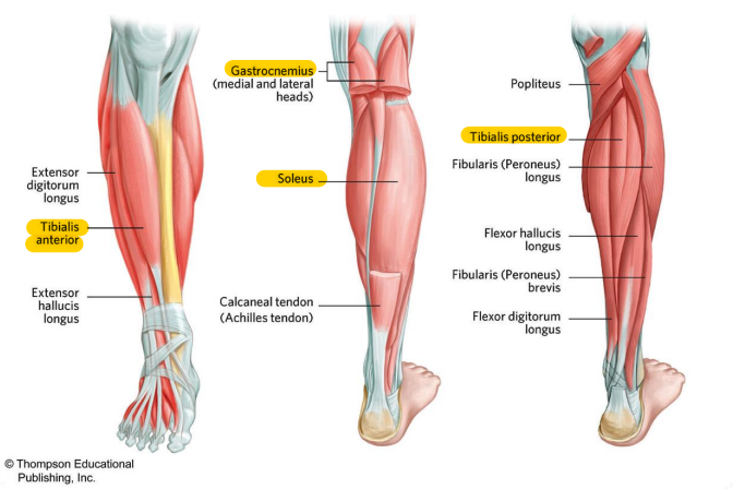Function: Evert foot

Common use: to put the foot back in place to avoid an ankle injury such as an ankle sprain.