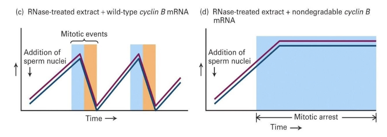 <ul><li><p>Cyclin B levels stay high</p></li><li><p>CDK activity remains high</p></li><li><p><strong>Mitotic arrest occurs </strong></p><ul><li><p>The chromosomes condensed but never decondensed, and mitosis didn’t finish</p></li></ul></li></ul><p></p>