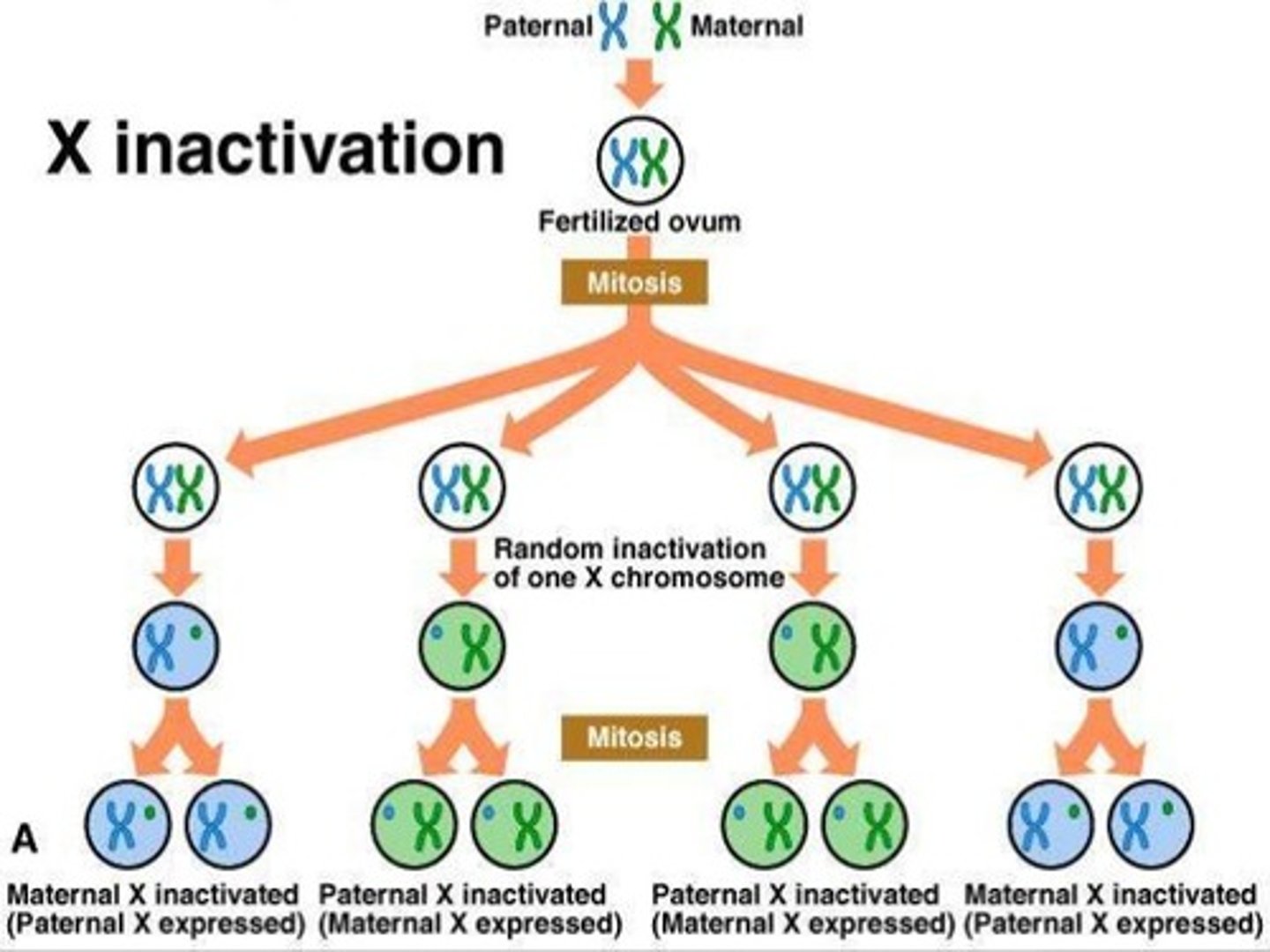 <p>(C) Methylation</p><p>Methylation is associated with genomic imprinting and x-chromosome inactivation.</p>