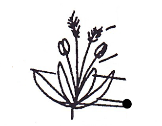 <p>Part of grass?</p>