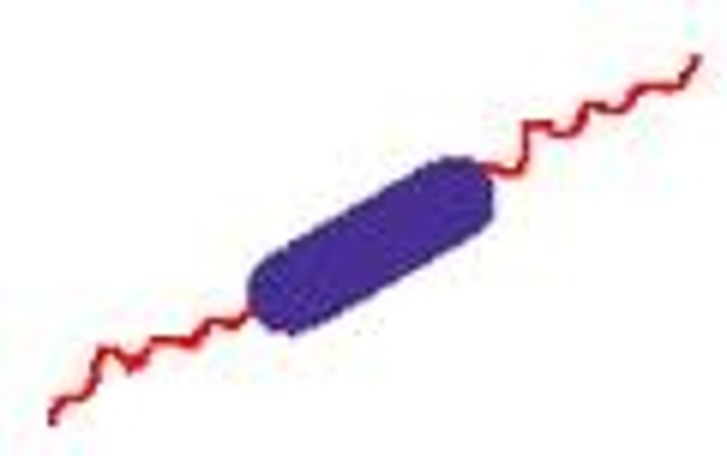 <p>Flagella at both poles of the cell</p>
