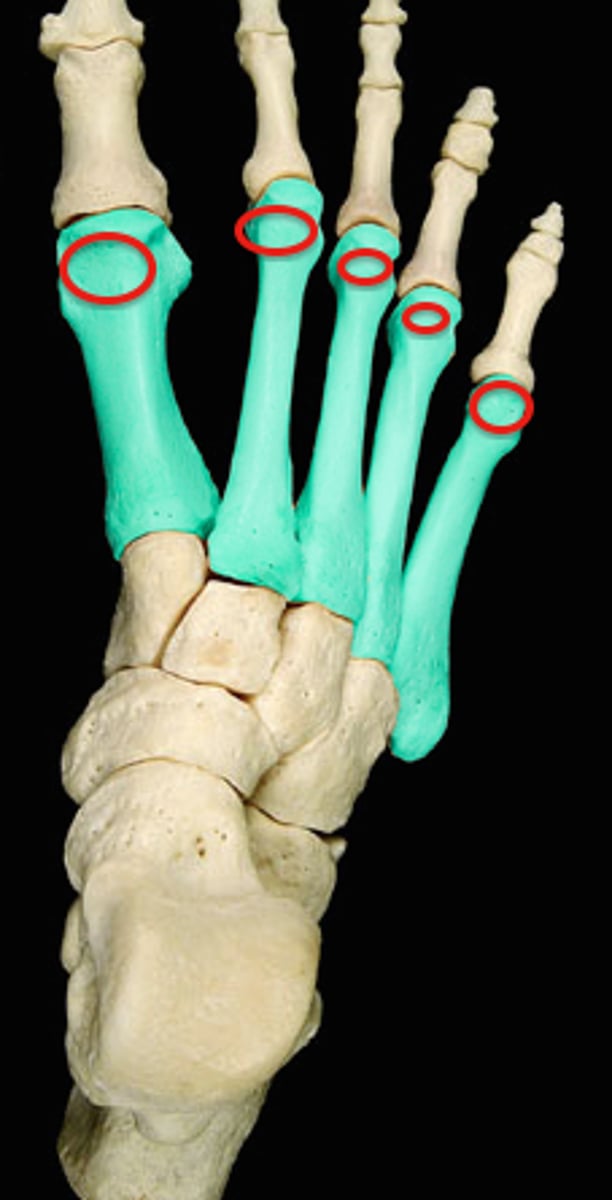 <p>distal end of metatarsal</p>