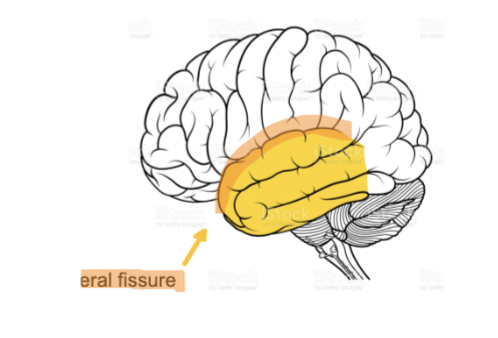 <ul><li><p>It is located below the lateral fissure (Sylvian fissure).</p></li><li><p>It is involved in auditory processing, memory, linguistic comprehension,<br>multimodal sensory integration and emotions.</p></li></ul><p></p>