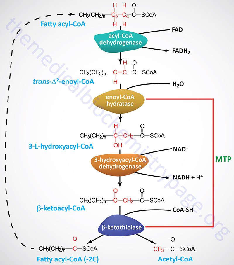 <ul><li><p><strong>Why?</strong> To generate <strong>ATP from stored fat</strong>.</p></li><li><p><strong>Where?</strong> <strong>Mitochondria (Liver, Muscle cells).</strong></p></li><li><p><strong>Steps</strong>:</p><ol><li><p><strong>Activation</strong> (Fatty acid + CoA → Acyl-CoA) by <strong>Acyl-CoA Synthetase</strong>.</p></li><li><p><strong>Transport into mitochondria</strong> via <strong>Carnitine Shuttle</strong>.</p></li><li><p><strong>Beta-Oxidation cycles</strong> (Each cycle removes <strong>2 carbons</strong> as Acetyl-CoA).</p></li></ol></li><li><p><strong>Enzymes &amp; Reactions</strong>:</p><ol><li><p><strong>Acyl-CoA Dehydrogenase</strong>: Creates a <strong>double bond</strong>.</p></li><li><p><strong>Enoyl-CoA Hydratase</strong>: Adds <strong>H₂O</strong>.</p></li><li><p><strong>L-Hydroxyacyl-CoA Dehydrogenase</strong>: Forms <strong>keto group</strong>.</p></li><li><p><strong>Thiolase</strong>: Cleaves Acetyl-CoA &amp; shortens chain.</p></li></ol></li><li><p><strong>Final Products</strong>: <strong>Acetyl-CoA</strong>, <strong>NADH</strong>, <strong>FADH₂</strong>.</p></li></ul><p></p>