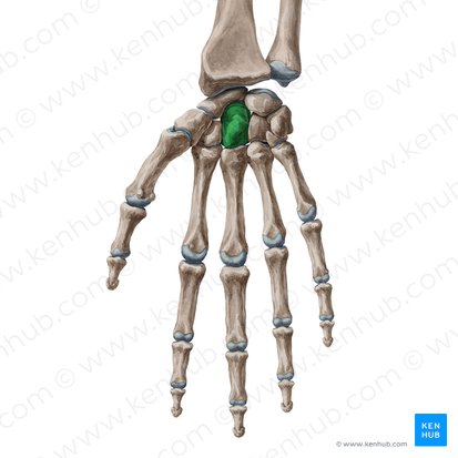 <p>What bone is this?</p>