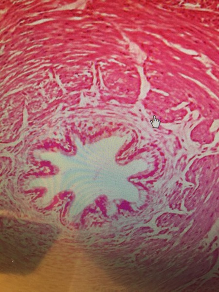 <p>What histological structure is this?</p>