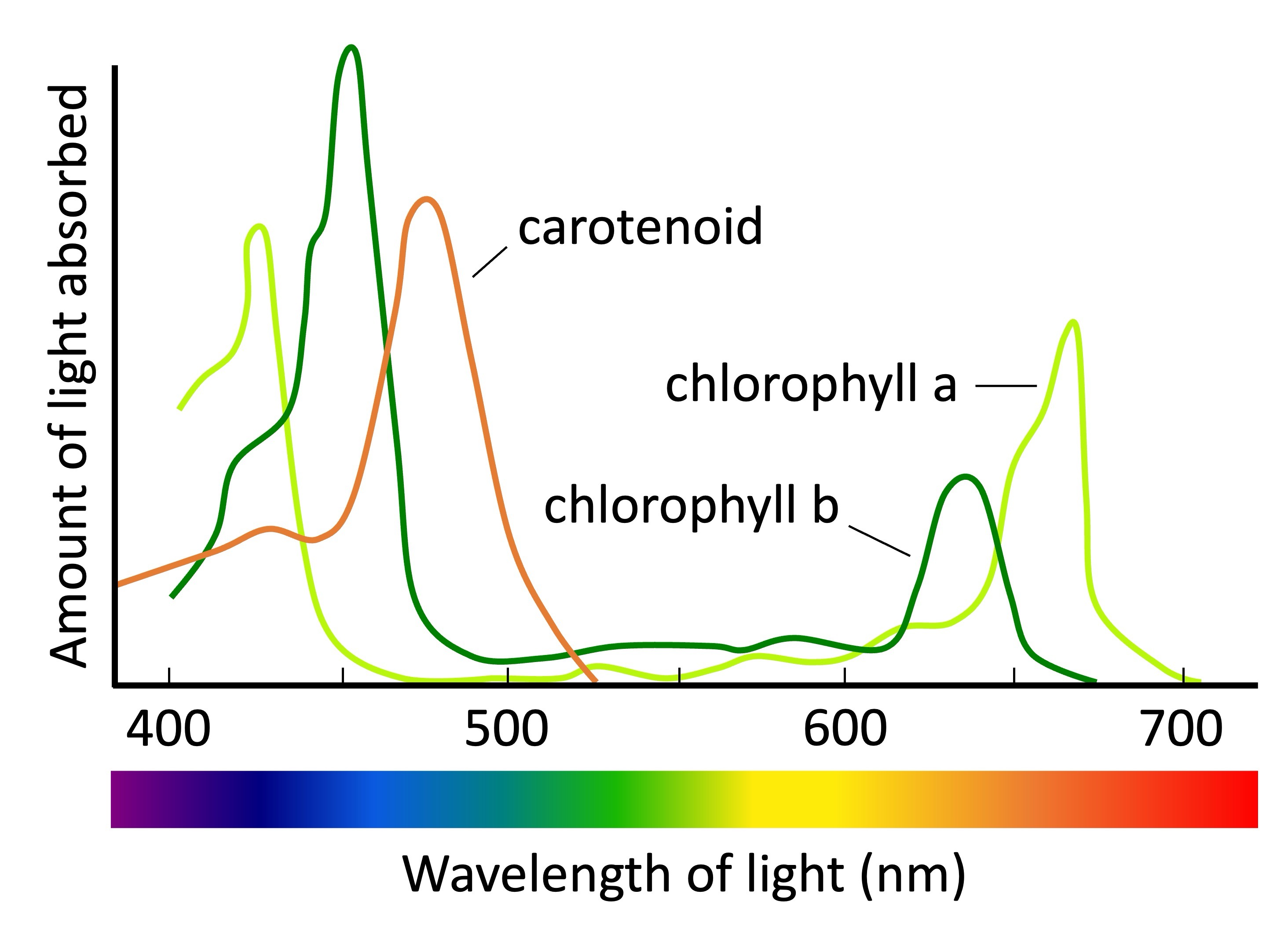 <p>Absorption spectra</p>
