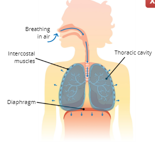 Inhalation (inspiration)