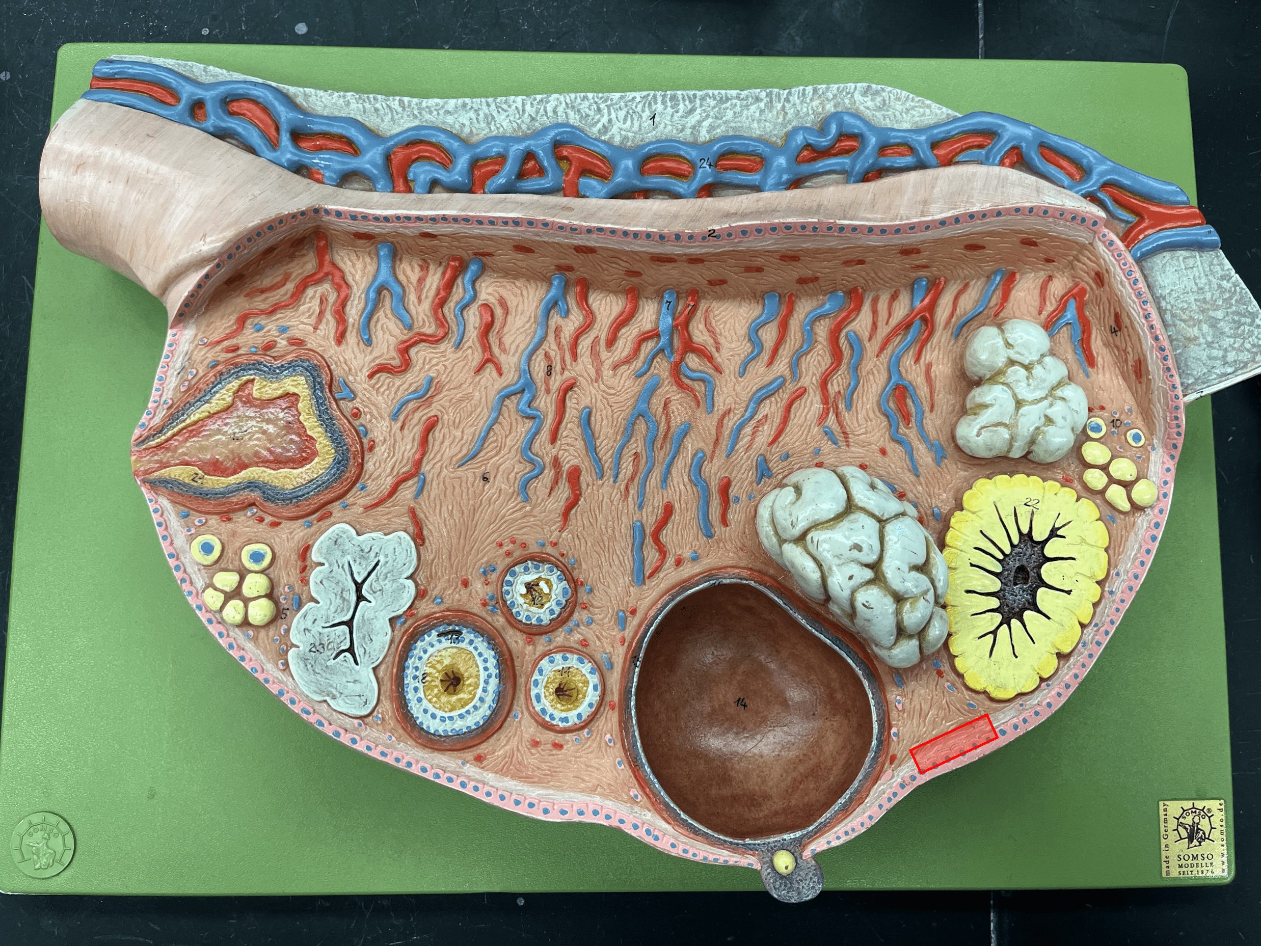• Part of the ovary.

• A layer of fibrous connective tissue protecting the ovary just internal to the germinal epithelium.