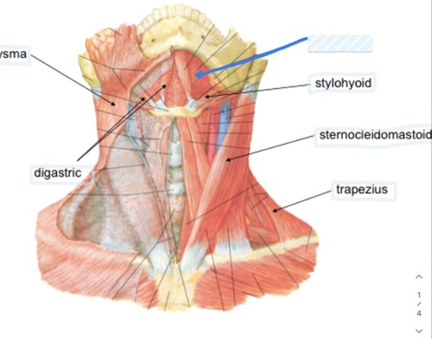 knowt flashcard image