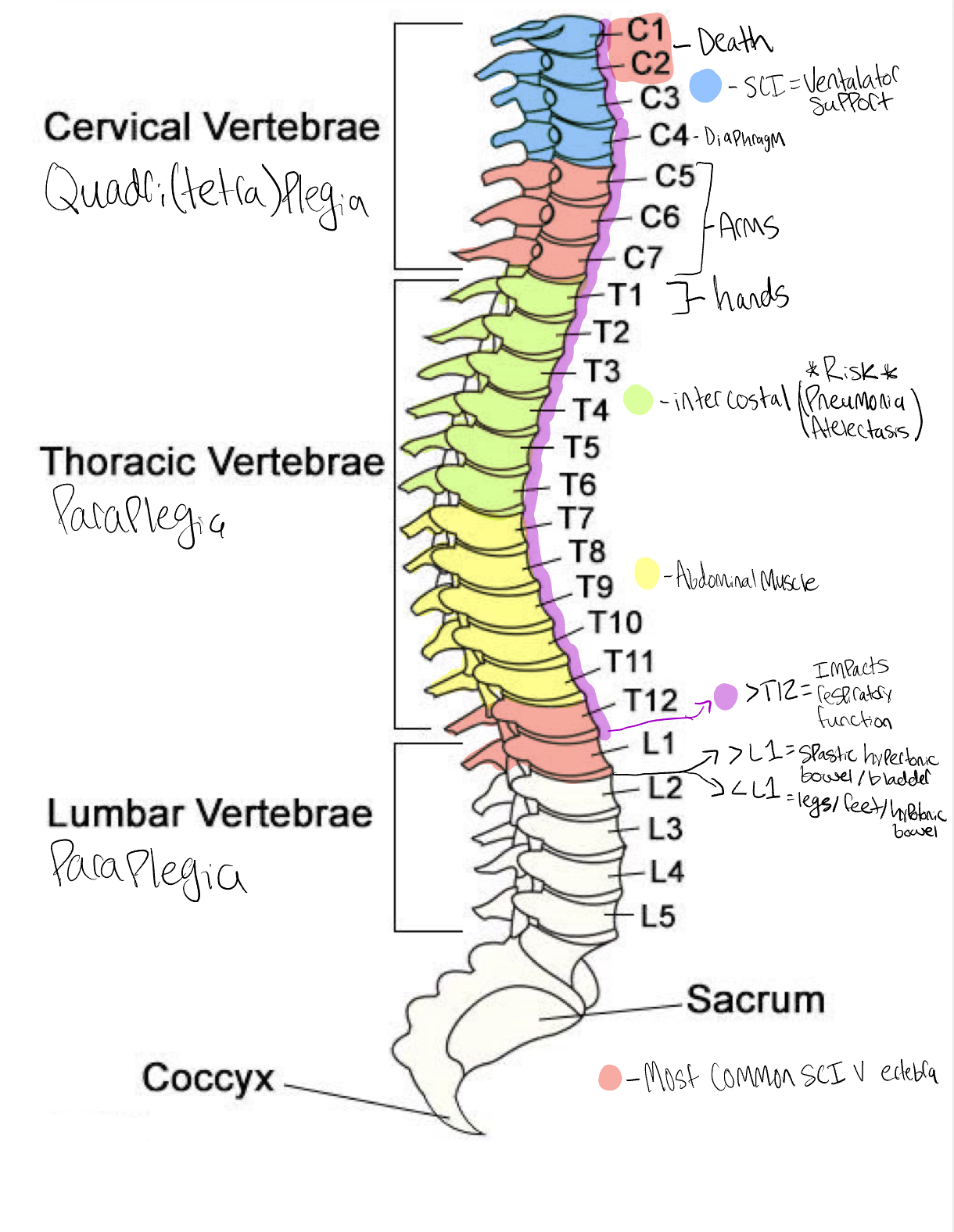 <ul><li><p>lowest vertibra at which sensory or motor function are intact, above injured vertibra. Below the neurologic level there may be partial or complete loss of function or sensation.</p></li><li><p><strong>S/S</strong>: conscious= acute pain to back or neck that may radiate along the injured nerve. Important to remember the absence of pain does not rule out a spinal cord injury. Respiratory dysfunction can be seen at multiple injury sites.</p></li><li><p><strong>C1 &amp; C2</strong>- Death</p></li><li><p><strong>C4</strong>= diaphragm</p></li><li><p><strong>&gt;C4</strong> = ventilator support</p></li><li><p><strong>C5-C7</strong>= Arms</p></li><li><p><strong>T1</strong>= Hands</p></li><li><p><strong>T1-T6</strong> = intercostal (<u>pneumonia/ atelectsis risk)</u></p></li><li><p><strong>T6-T12 </strong>= abdominal muscles</p></li><li><p><strong>Anything &gt;T12</strong> = some impact on respiratory function</p></li><li><p><strong>&gt;L1</strong>= Spastic hypertonic bladder/bowel</p></li><li><p><strong>&lt;L1</strong>= lower legs/feet/ bowel bladder hypotonic</p></li></ul><p></p>