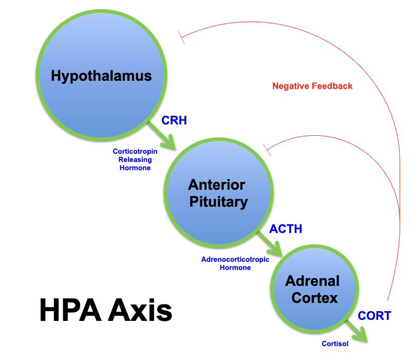 <p><span>neuroendocrine system that regulates the body's response to stress and stress-related functions (fight or flight) </span></p><p><span>communicates hypothalamus, pituitary and adrenal glands </span></p>