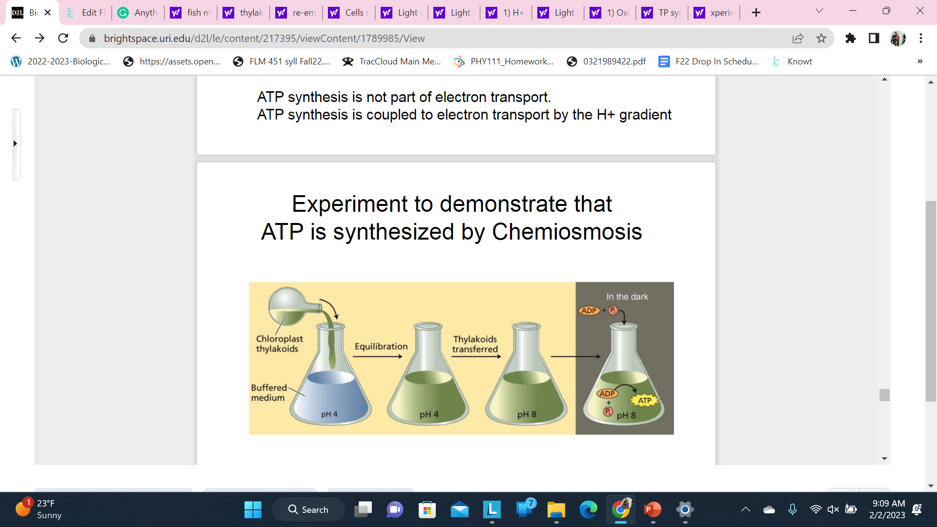 Scientists created an artificial gradient of H+ ions across the thylakoid membrane and were able to power ATP synthesis (light or dark)