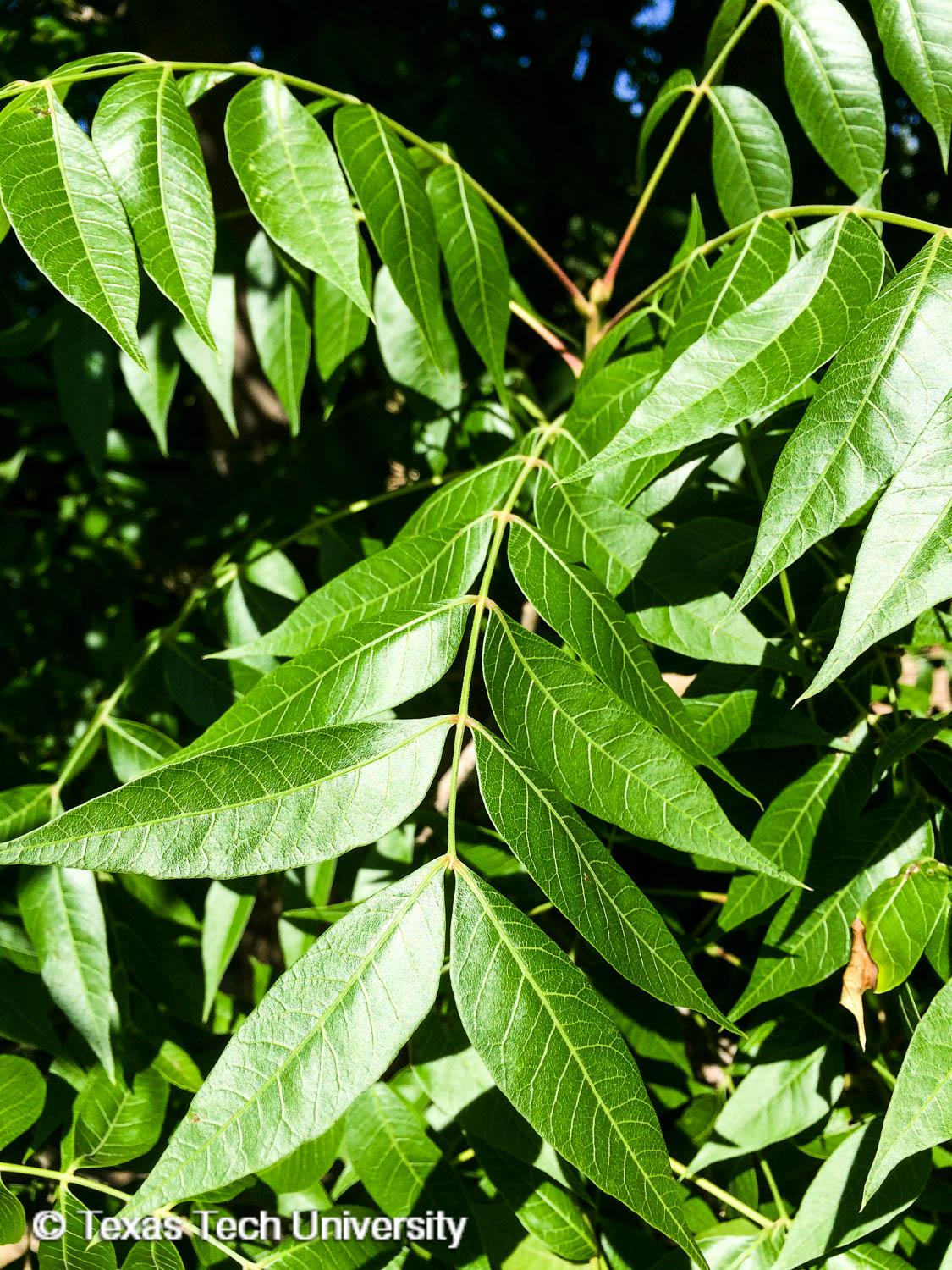 <p>Chinese pistache</p>