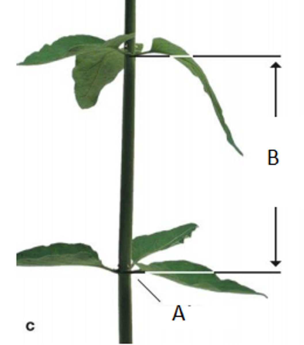 <p>the stem segments between nodes</p>