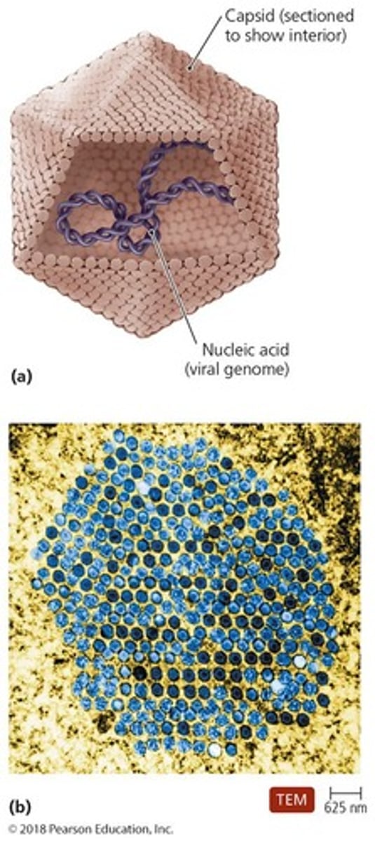 <p>A protein coat surrounding the nucleic acid of a virus.</p>
