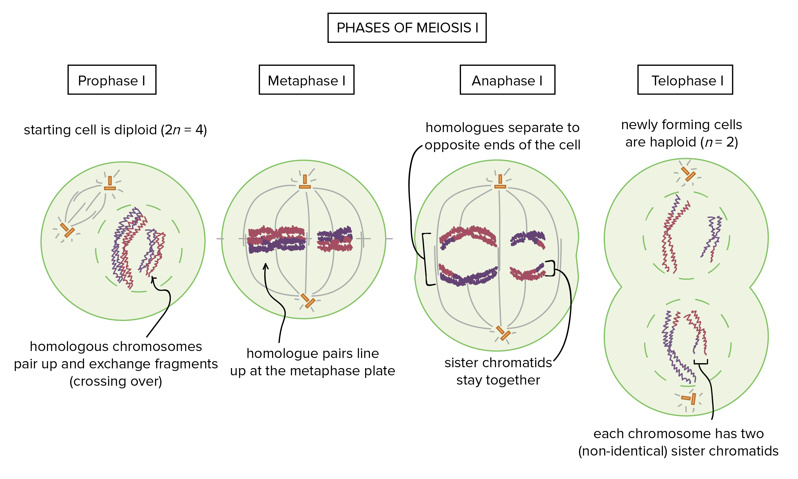 <ol type="1"><li><p><span><strong>Interphase: DNA replication occurs -&gt; two copies of chromosomes</strong></span></p></li><li><p><span><strong>Prophase 1: Chromosome form X shaped structures = two chromatids genetically identical. Exchange bits of DNA/recombination. Nucleus membrane dissolves.</strong></span></p></li><li><p><span><strong>Metaphase 1: chromosome pairs line up in centre by meiotic spindle.</strong></span></p></li><li><p><span><strong>Anaphase 1: Chromosome pairs are pulled apart to either pole of cell. Sister chromatids stay together.</strong></span></p></li><li><p><span><strong>Telophase 1: Poles have chromosome sets -&gt; membrane forms around sets = two new nuclei are formed. Cytokinesis separates cells = two new cells.</strong></span></p></li></ol><p></p>