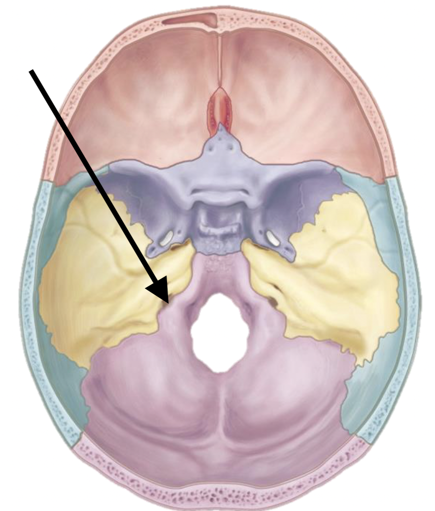 <p>Name the bone marking</p>