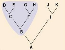 <p>What type of taxon is this?</p>