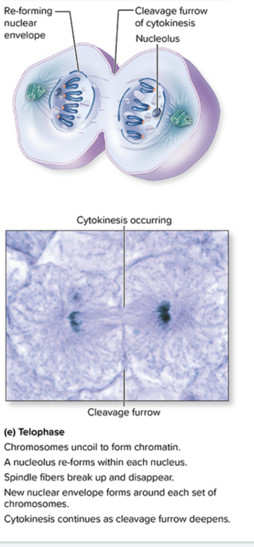 <p>Telophase </p>