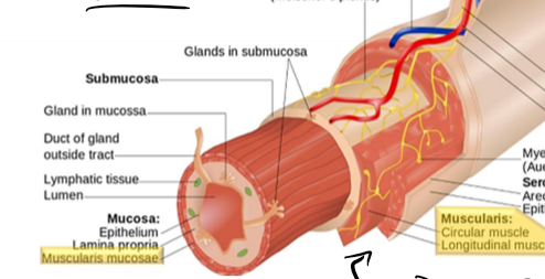 <p>Logitudinal muscle contraction - lumen becomes shorter and fatter moving food<br>Circular muscle contraction - lumen becomes narrower and longer to break down food<br>Muscularis mucosae contraction - change in absorptive and secretory area of mucosa - secretory glands </p>