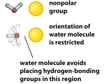 <ul><li><p>Major driving force for protein folding: hydrophobic side chains are more likely to be found in the core of the protein</p></li><li><p>When the protein is unfolded, exposed hydrophobic groups interact unfavorably with water, causing water to reorganize around them in ordered configurations, reducing the entropy of the surrounding water (decreases disorder)</p></li><li><p>By burying hydrophobic residues inside the protein, water can form a larger number of favorable hydrogen bonds with itself, increasing the overall entropy of the system (despite the protein becoming more ordered). This net entropy gain for the system favors folding (<span>ΔS increases = disorder increases)</span></p></li><li><p>Folding is favoured by Gibbs free energy because its a spontaneous reaction (G&lt;0)</p></li></ul><p></p><p></p>