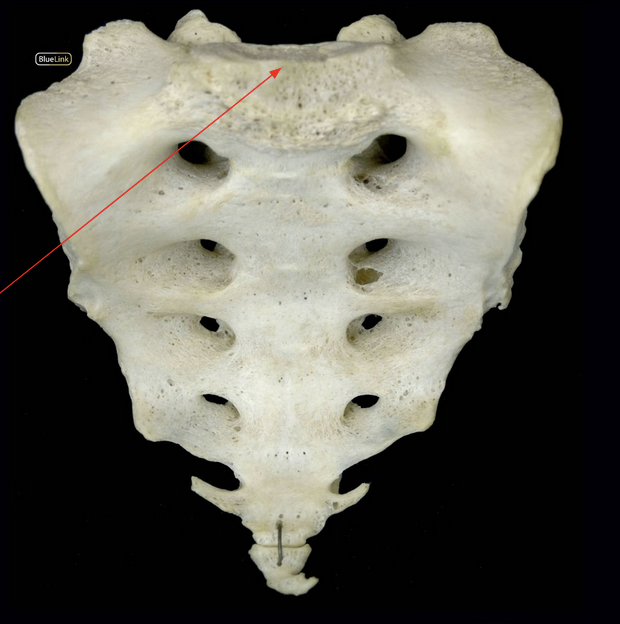 <p>ID Structure</p>