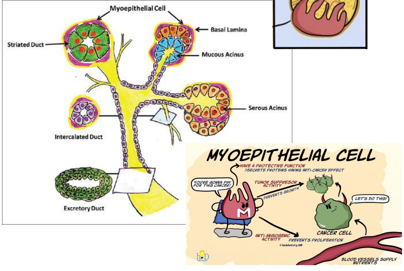 <p>They secrete proteins that have an anti-cancer effect</p><p></p>