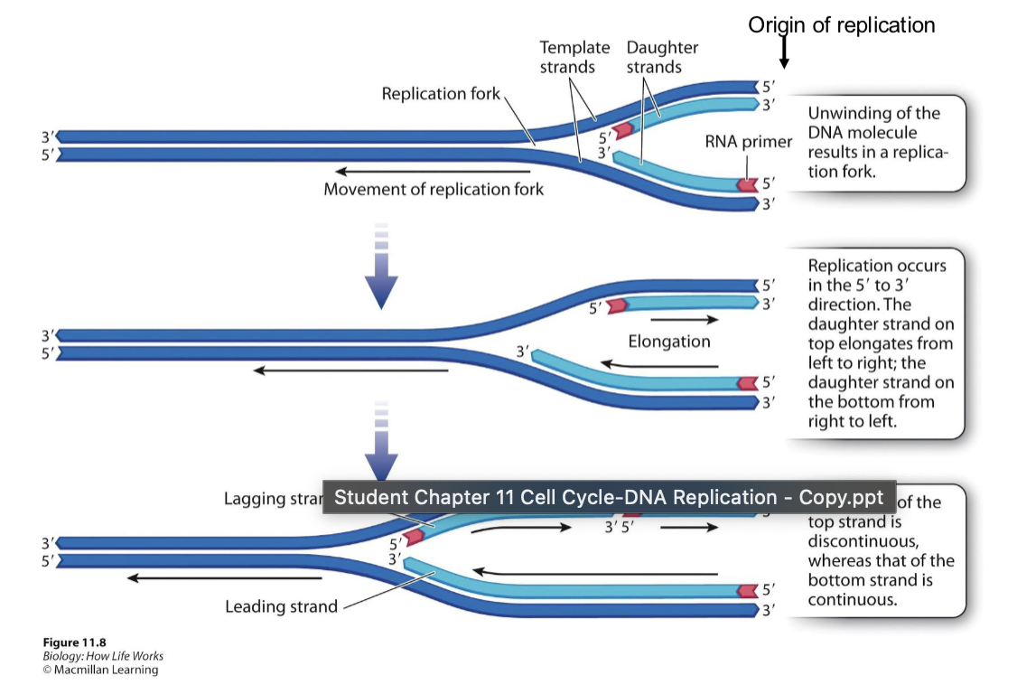 <p>The lagging strand builds _____</p>