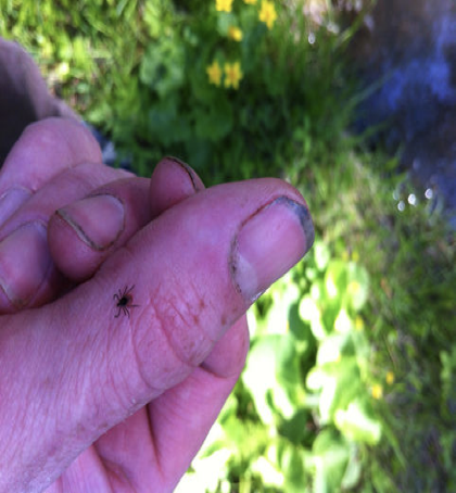 <p>what kind of tick</p>