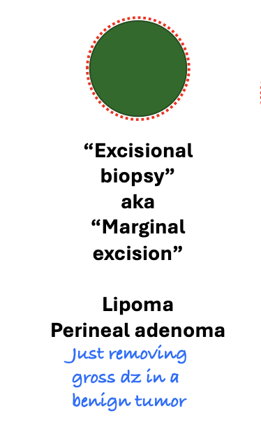 <p>any benign tumors (lipoma, perineal adenomas)</p>