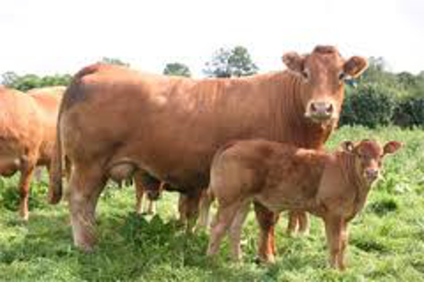 <p>-Contiental Breed; central and SW France</p><p>-Sturdiness, health, adaptibility</p><p>-Work and meat; lean carcass</p><p>-Golden Red</p>