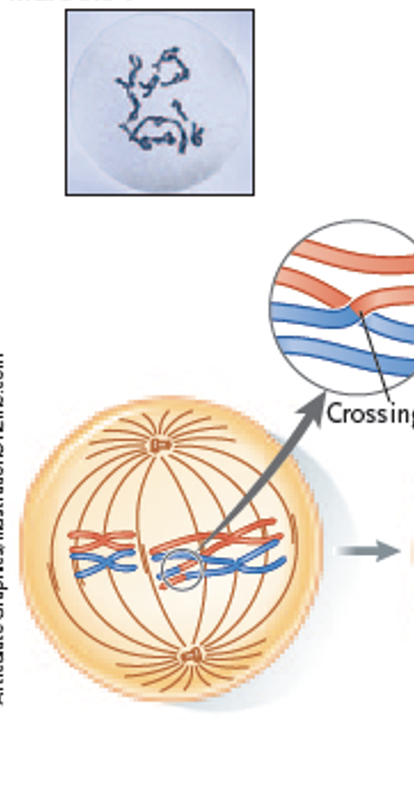 <p>Homologues pair up and exchange segments of DNA through a process called crossing over. </p>