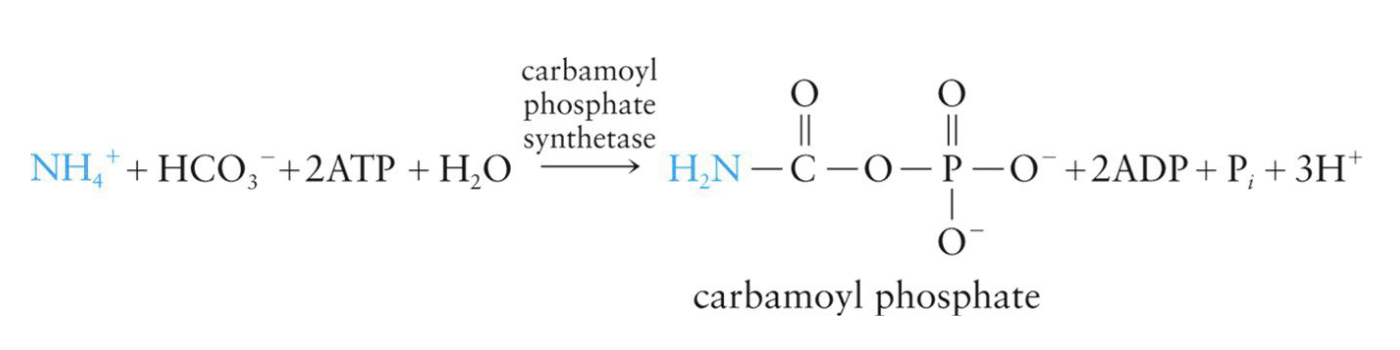 <ul><li><p>Urea cycle takes place</p><ul><li><p>Metabolic pathway where ammonium ions are converted to urea</p></li><li><p>Processes NH4+ in the form of carbamoyl phosphate, which is made in the mitochondria from ammonium ions and bicarbonate ions</p></li></ul></li><li><p>uses 2 ATP</p></li></ul><p></p>