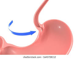 <p><span>what controls opening into the stomach</span></p>