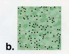 <p>-individuals spaced out unevenly -when the location of an individual in a population is independent of others -trees, dandelions</p>