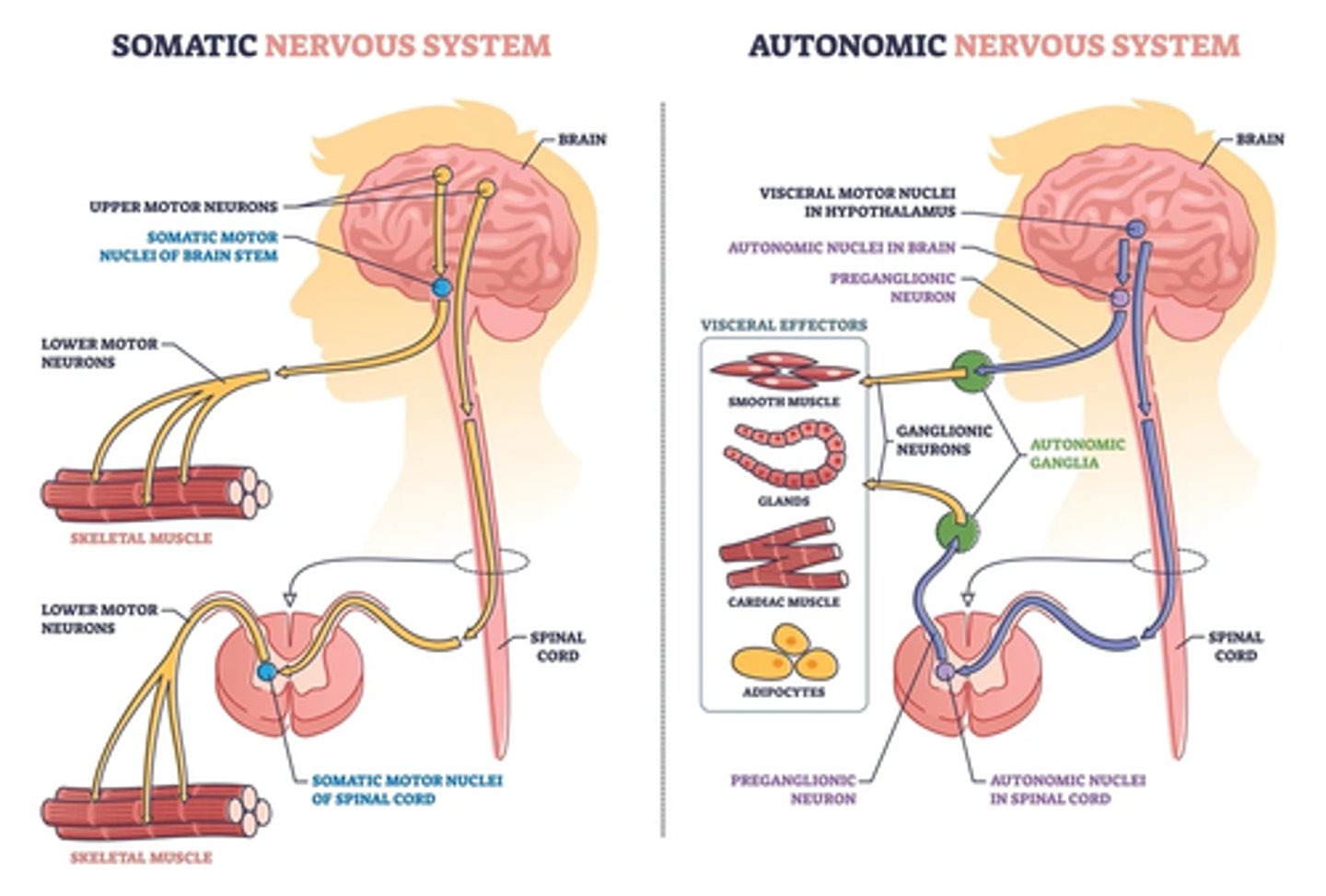 <p>motor response involves cardiac muscle, smooth muscle, or glands</p><p>1. Receptors: nerve endings that detect stretch, tissue damage, blood chemicals, body temperature, and other internal stimuli</p><p>2. Afferent neurons: leading to the CNS</p><p>3. Interneurons: in the CNS</p><p>4. Efferent neurons: carry motor signals away from the CNS</p><p>5. Effectors: that make adjustments</p>