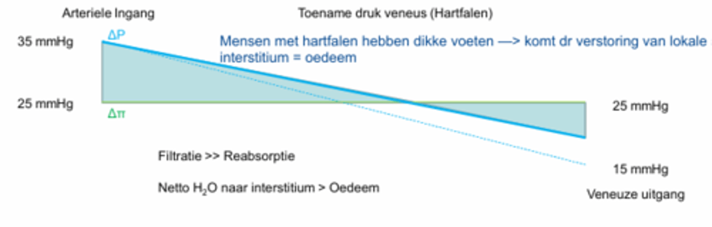 <p>- Toename druk in venen, doordat CO afneemt</p><p>- Vocht wordt opgestapeld in weefsels</p>