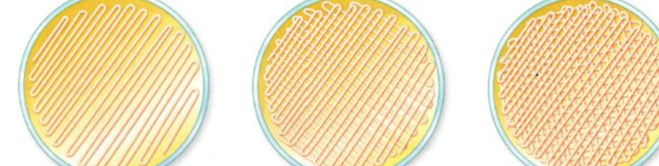 <p>spread 3 different times on agar plate</p>