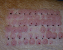 <p><span>Allergy Treatments</span></p>