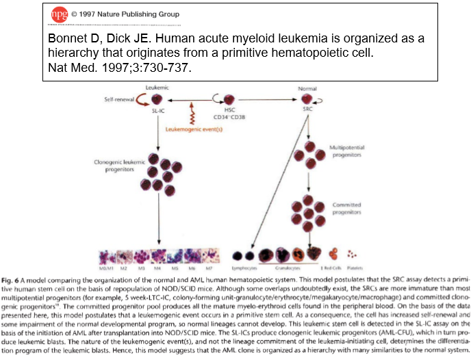 <p>acute myeloid and lymphoid leukaemia</p>