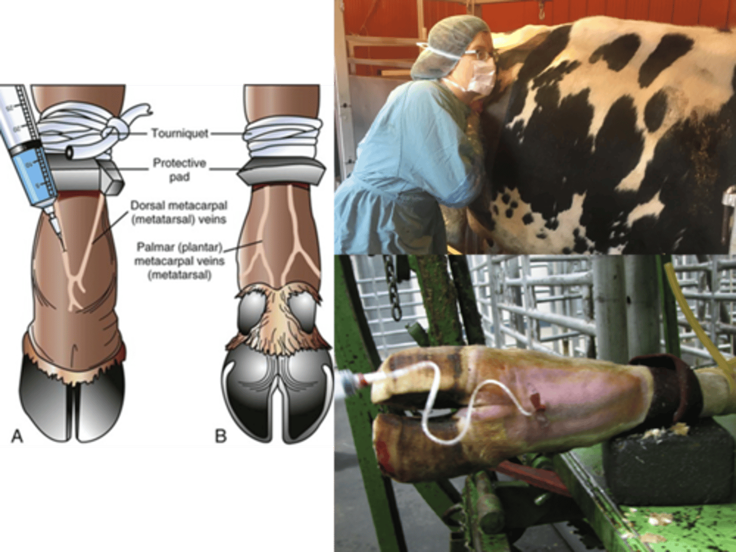 <p>Regional anesthesia performed so cow is standing while procedure being done</p>