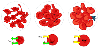 <p>Which one is hypertonic, isotonic, and hypotonic.</p>
