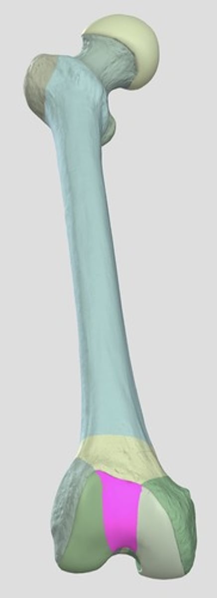 <p>facies patellaris</p>