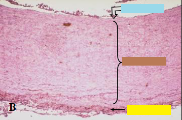 What animal is this slide from