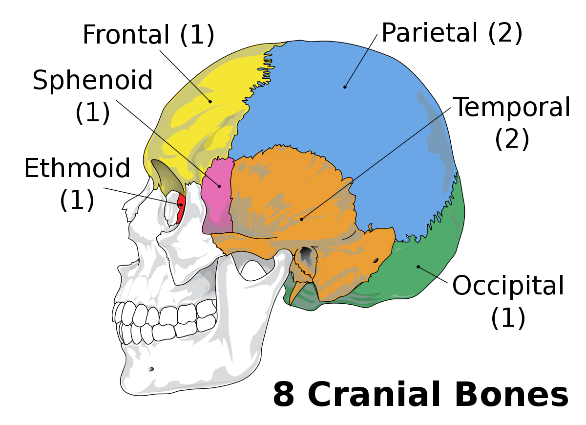 <ul><li><p>frontal</p></li><li><p>parietal (x2)</p></li><li><p>temporal (x2)</p></li><li><p>occipital</p></li><li><p>sphenoid</p></li><li><p>Ethmoid</p></li></ul>