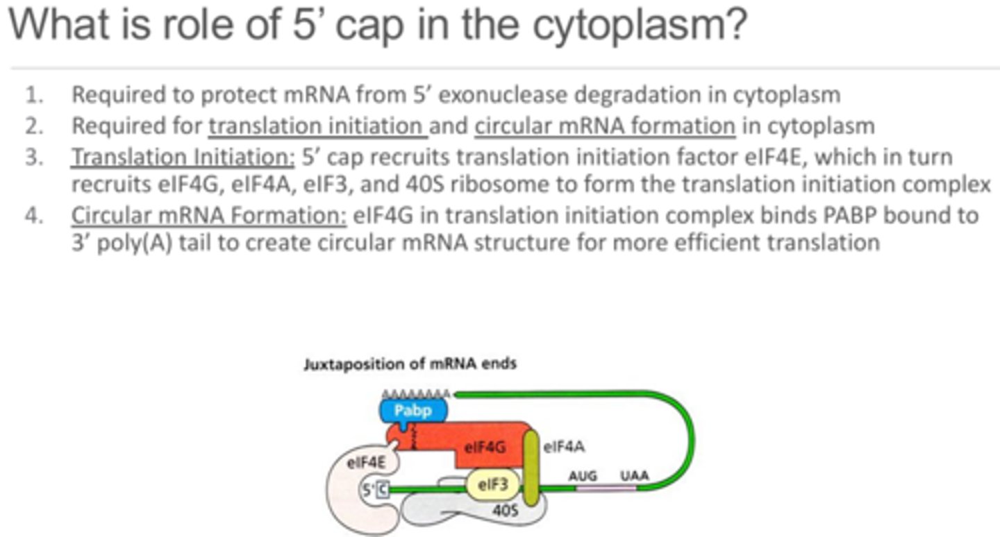 <p>1 - Protect from 5' exonuclease degradation that is also possible in the cytoplasm.</p><p>2 - Translation initiation - 5' cap recruits the translation initiation complex by recruiting eIF4E which recruits the other complex components and the 40S ribosome.</p><p>3 - Circular mRNA formation - eIF4E which is bound to the 5' cap binds to eIF4G, which is then able to bind to PABP which is bound to the poly-A tail thus creating a loop or circularization of the mRNA.</p>