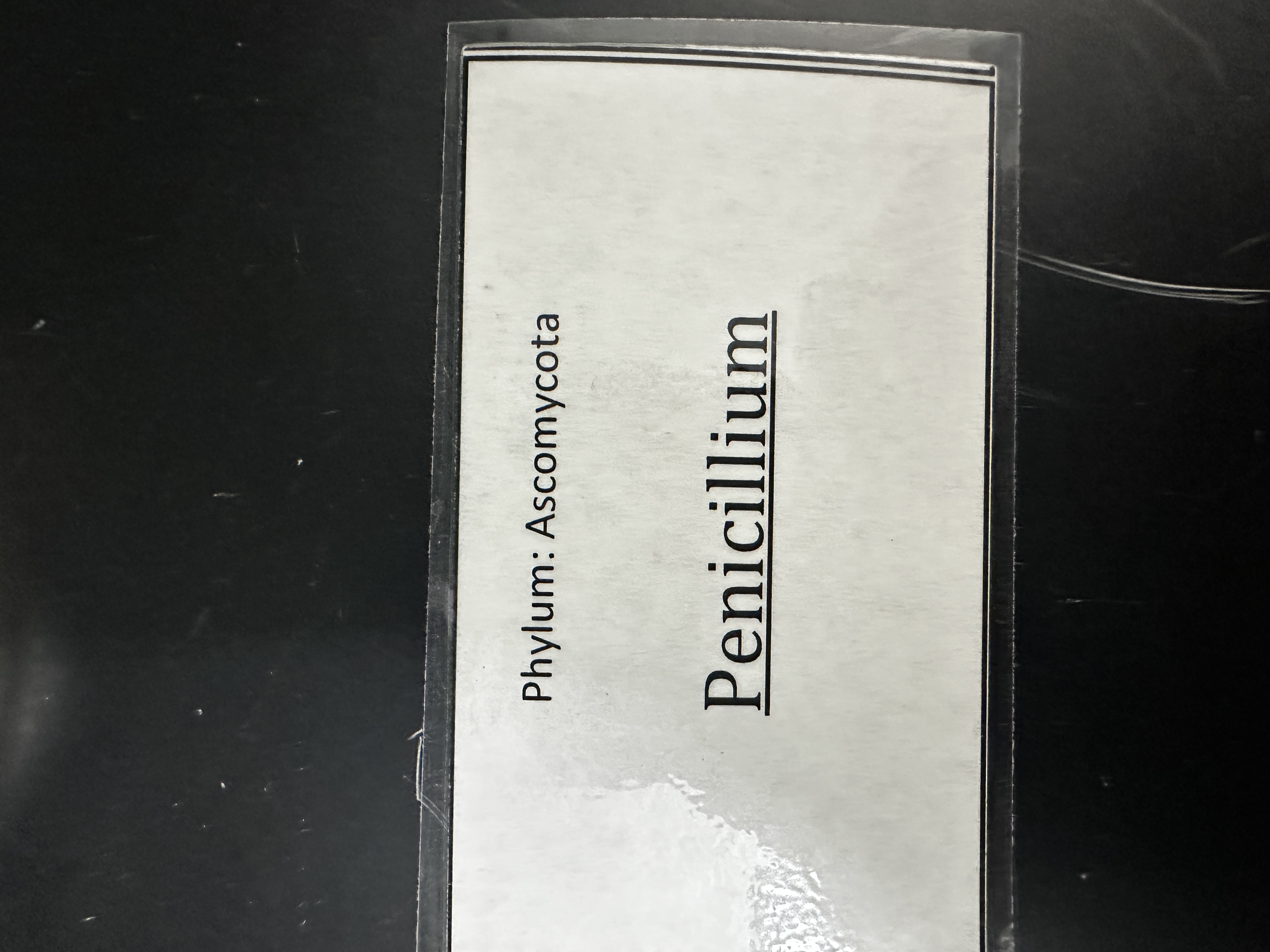 <p>Domain: Eukarya</p><p>Kingdom: Fungi</p><p>Clade: Ascomycota</p>